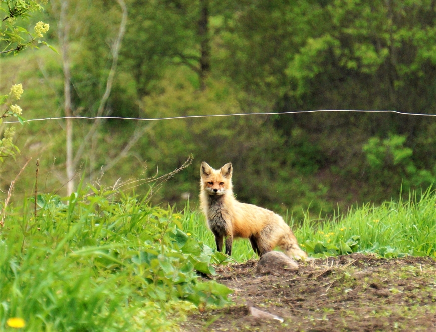 Fox in the farmhouse Nature Up North